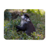 Schmidts fleckiger Affe Magnet (Horizontal)