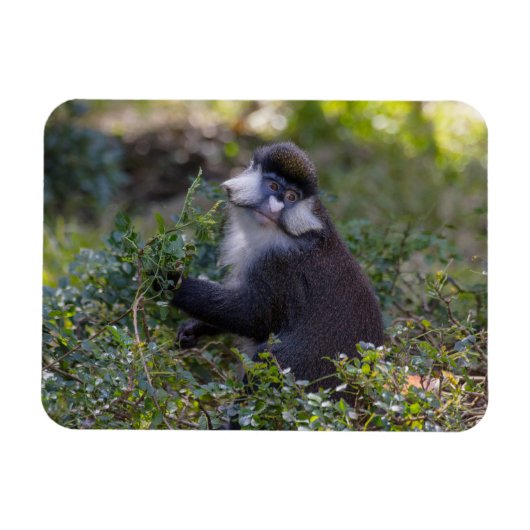 Schmidts fleckiger Affe Magnet (Horizontal)