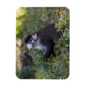 Schmidts fleckiger Affe Magnet (Vertikal)