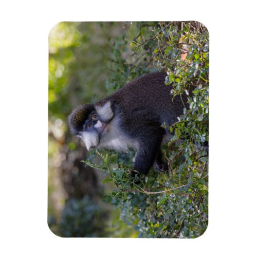 Schmidts fleckiger Affe Magnet (Vertikal)