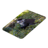 Schmidts fleckiger Affe Magnet (Linke Seite)