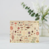 Schmuck aus dem 'Tiffany-Katalog', 1890 Postkarte (Stehend Vorderseite)