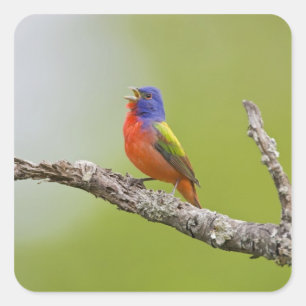 Schmuckbuntammer (Passerina ciris) Männchen singen Quadratischer Aufkleber