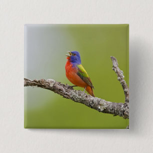 Schmuckbunten (Passerina ciris) Männchen singend Button