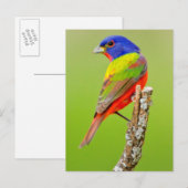 Schmuckfink (Passerina ciris) Männlich sitzend Postkarte (Vorne/Hinten)