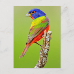 Schmuckfink (Passerina ciris) Männlich sitzend Postkarte