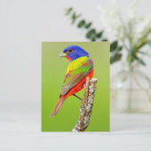 Schmuckfink (Passerina ciris) Männlich sitzend Postkarte (Stehend Vorderseite)