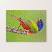 Schmuckfink (Passerina ciris) Männlich sitzend Puzzle (Horizontal)