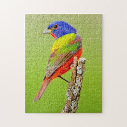 Schmuckfink (Passerina ciris) Männlich sitzend Puzzle (Vertikal)