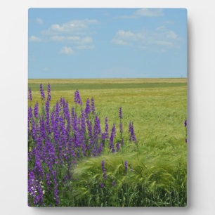Schmutzfelder mit Lila, wilden Blume Fotoplatte