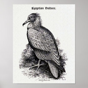 "Schmutzgeier" Vintage-Illustration Poster