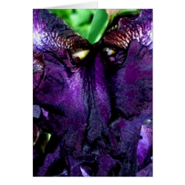 Schmutzgesicht (Vorne)