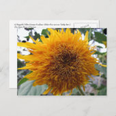 Schmutzige Sonnenblume Postkarte (Vorne/Hinten)