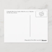 Schmutzige Sonnenblume Postkarte (Rückseite)