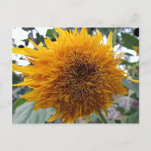 Schmutzige Sonnenblume Postkarte (Vorderseite)