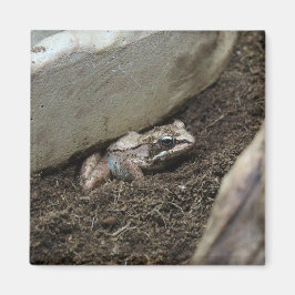 Schmutziger Frosch Magnet