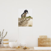 Schmutziger Hund, der den Tennisball im Schlamm be Poster (Küche)