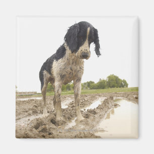 Schmutziger Hund, der Tennisball im Schlamm Magnet
