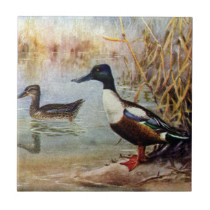 Schnabelenten Vintage-Illustration Fliese