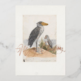 Schnabelstorch 1887 Druck Zoologica Danke Folien Feiertagskarte