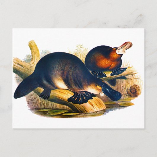 Schnabeltier Postkarte (Vorderseite)