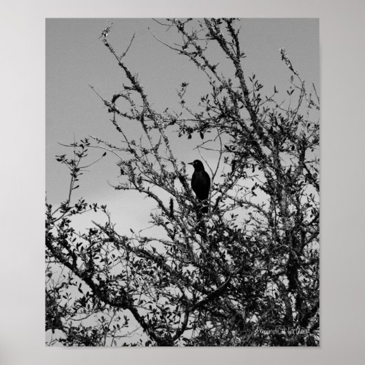 Schnalle Poster (Vorne)