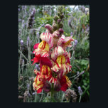 Schnappdragon Striptester Frühlingsflorale Blume P Poster<br><div class="desc">Striptes Gepunktetes Snapdragon Floral Blume Poster. Ein wunderschönes Plakat,  um jedes Dekor zu ergänzen,  das ich aus eigener Schrift mitgenommen habe. Entworfen aus meinen ursprünglichen Aquarellbildern,  die ich aus meinem eigenen Blumengarten gemalt habe.</div>