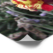 Schnappdragon Striptester Frühlingsflorale Blume P Poster (Ecke)