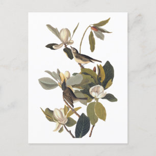 Schnäpper-Königsvögel Vintage-Audubon-Kunst Postkarte