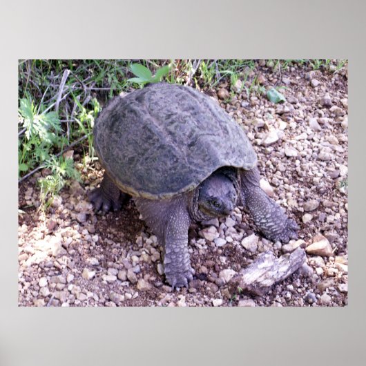 Schnappschildkröte 1 poster (Vorne)