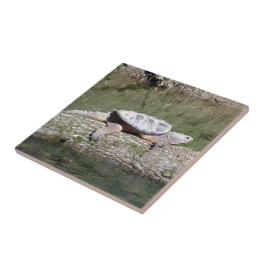 Schnappschildkröte Fliese (Seite)