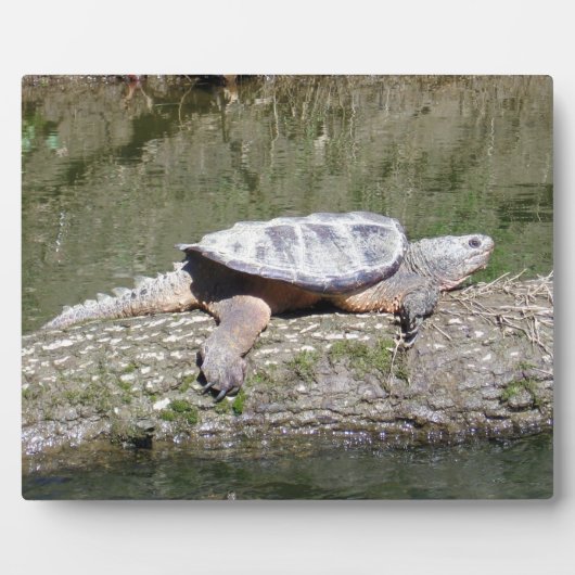 Schnappschildkröte Fotoplatte (Vorderseite)