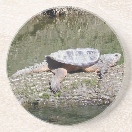 Schnappschildkröte Getränkeuntersetzer (Vorne)