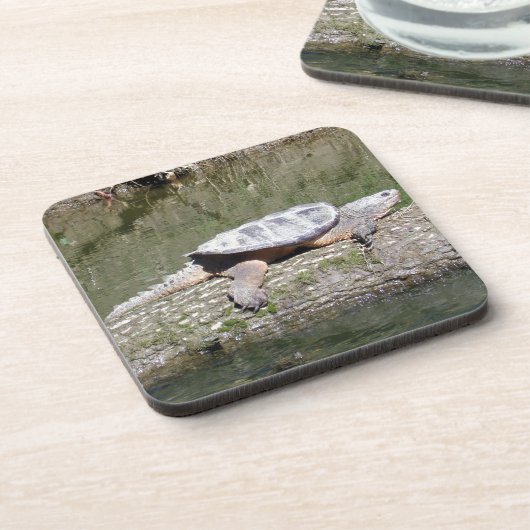 Schnappschildkröte Getränkeuntersetzer (Linke Seite)