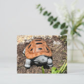 Schnappschildkröte, Hallo oder Ihr Text, Benutzerd Postkarte (Stehend Vorderseite)