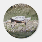 Schnappschildkröte Magnet (Vorne)