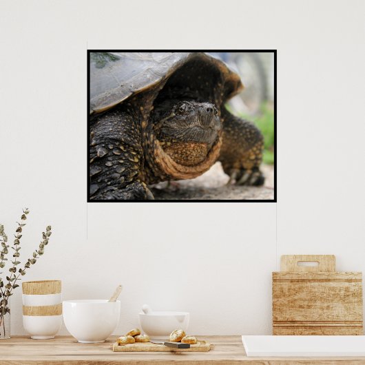 Schnappschildkröte Poster (Küche)