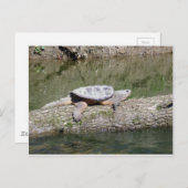 Schnappschildkröte Postkarte (Vorne/Hinten)