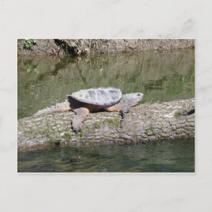 Schnappschildkröte Postkarte