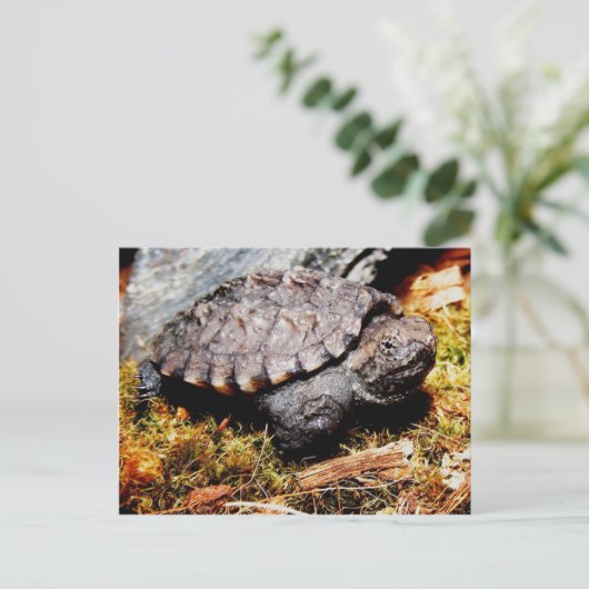 Schnappschildkröte Postkarte (Stehend Vorderseite)