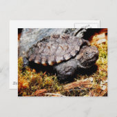 Schnappschildkröte Postkarte (Vorne/Hinten)