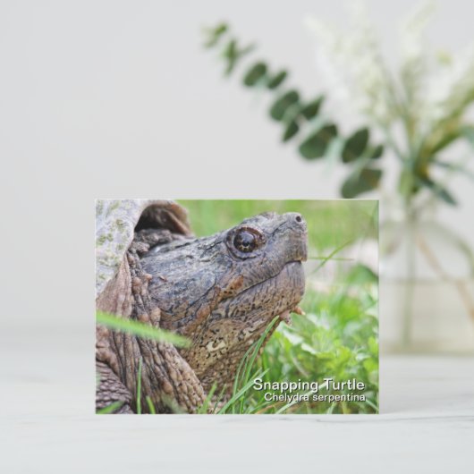 Schnappschildkröte Postkarte (Stehend Vorderseite)