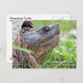Schnappschildkröte Postkarte (Vorne/Hinten)