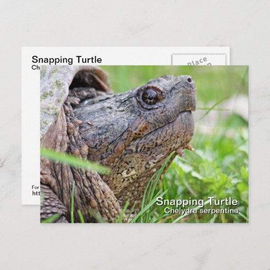 Schnappschildkröte Postkarte (Vorne/Hinten)