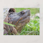 Schnappschildkröte Postkarte (Vorderseite)