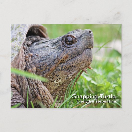Schnappschildkröte Postkarte (Vorderseite)