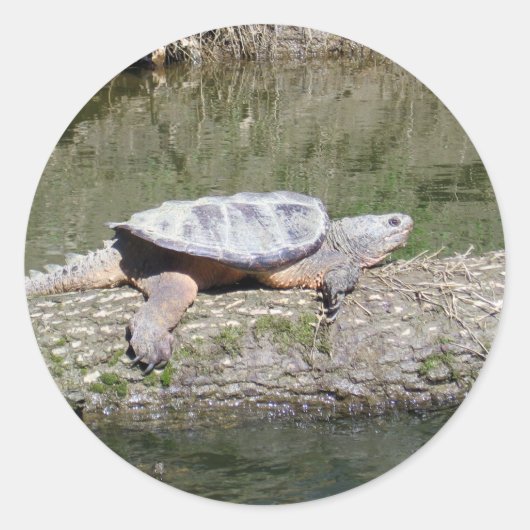 Schnappschildkröte Runder Aufkleber (Vorderseite)