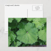 Schnappschnecke Postkarte (Vorne/Hinten)