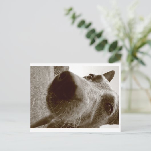 Schnauze Postkarte (Stehend Vorderseite)