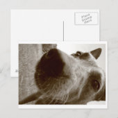 Schnauze Postkarte (Vorne/Hinten)